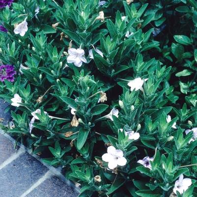 Ruellia humilis 