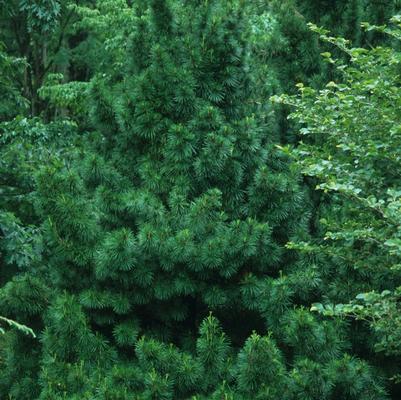 Sciadopitys verticillata 