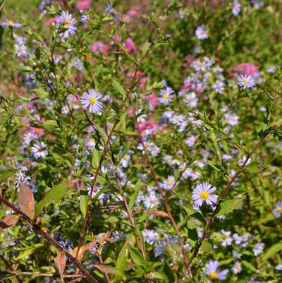 Symphyotrichum puniceum 