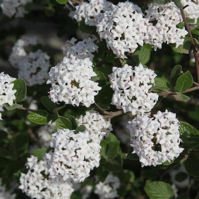 Viburnum carlesii Spice Island&trade;