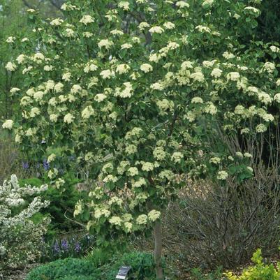 Viburnum prunifolium 