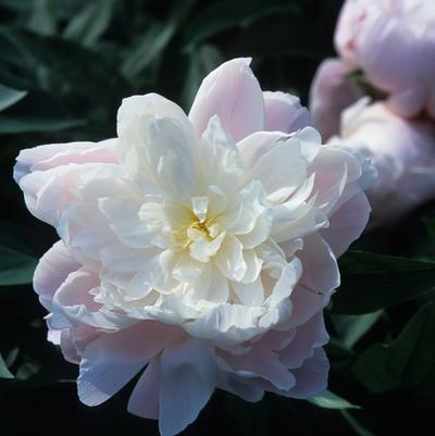 Paeonia lactiflora Mrs Franklin D Roosevelt