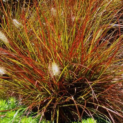 Pennisetum alopecuroides Burgundy Bunny