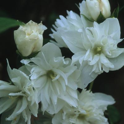 Philadelphus x virginalis Minnesota Snowflake