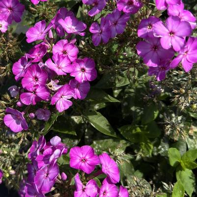 Phlox paniculata Flame&trade; Purple Eye