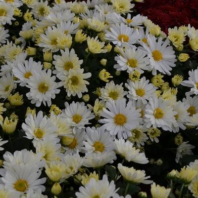 Chrysanthemum x morifolium White