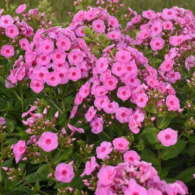 Phlox paniculata Luminary&trade; Prismatic Pink