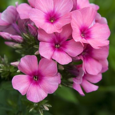 Phlox paniculata Flame&trade; Pink Flame&reg;