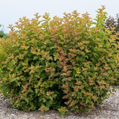 Physocarpus opulifolius Amber Jubilee&trade;