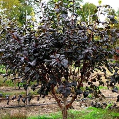 Physocarpus opulifolius Diabolo&reg;