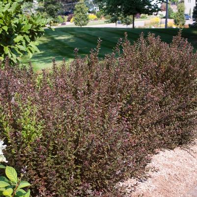 Physocarpus opulifolius Little Devil&trade;