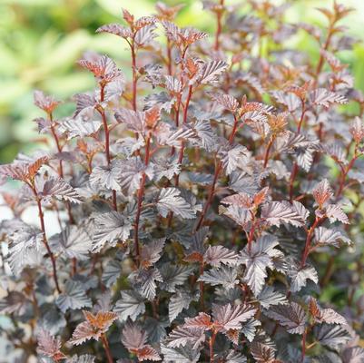 Physocarpus opulifolius Summer Wine&reg; Black