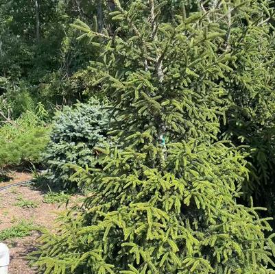 Picea orientalis Gowdy