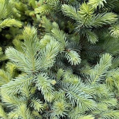 Picea pungens Baby Blue&reg;