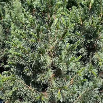 Pinus flexilis Vanderwolf's Pyramid