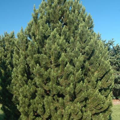 Pinus heldreichii var. leucodermis 