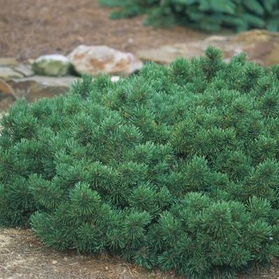Pinus mugo var. pumilio 