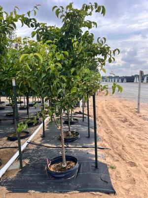 Pyrus pyrifolia Hosui