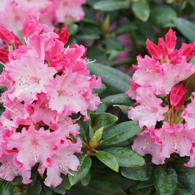 Rhododendron Dandy Man Color Wheel&reg;