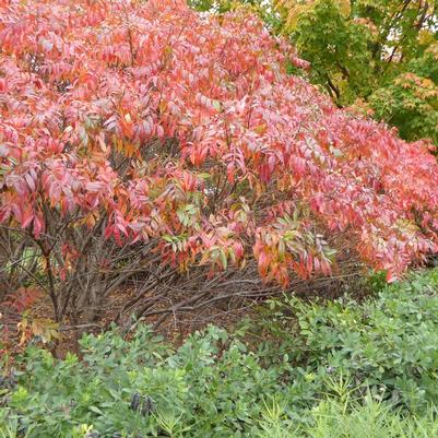 Rhus copallina var. latifolia Prairie Flame&trade;