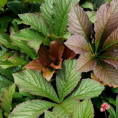 Rodgersia pinnata Bronze Peacock