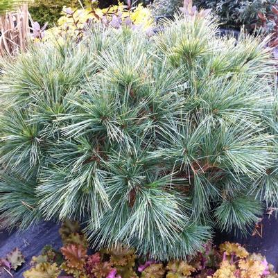 Pinus strobus Horsford