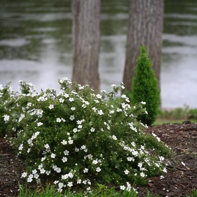 Potentilla fruticosa Happy Face&reg; White