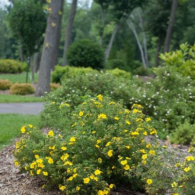 Potentilla fruticosa Happy Face&reg; Yellow