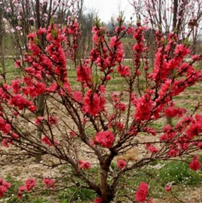 Prunus persica Bonfire