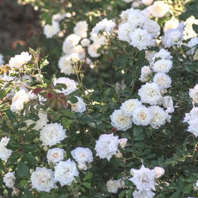 Rosa White Drift&reg;