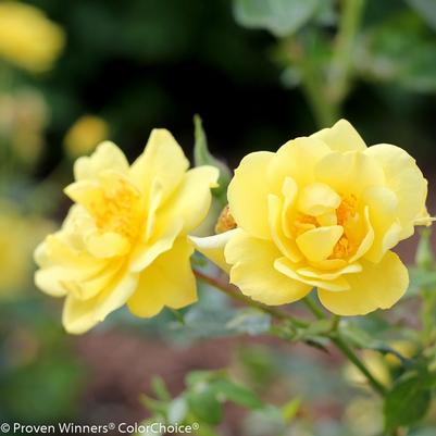 Rosa Oso Easy Lemon Zest&reg;