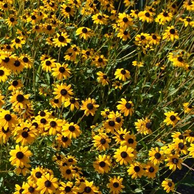 Rudbeckia fulgida var. fulgida 