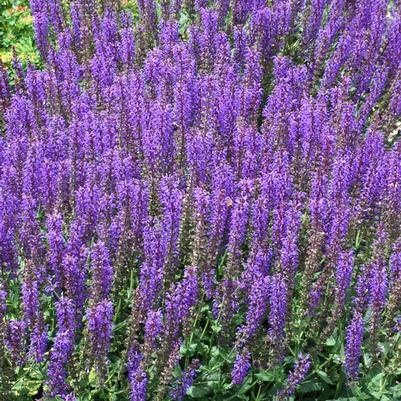 Salvia nemorosa Marcus&reg;