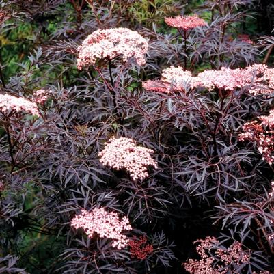 Sambucus nigra Black Lace&reg;
