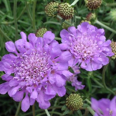 Scabiosa columbaria Butterfly Blue