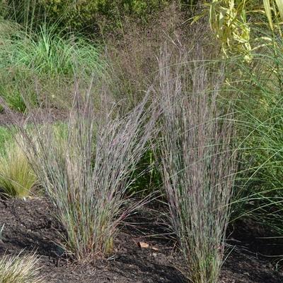 Schizachyrium scoparium Blue Heaven&trade;