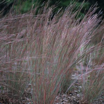 Schizachyrium scoparium The Blues