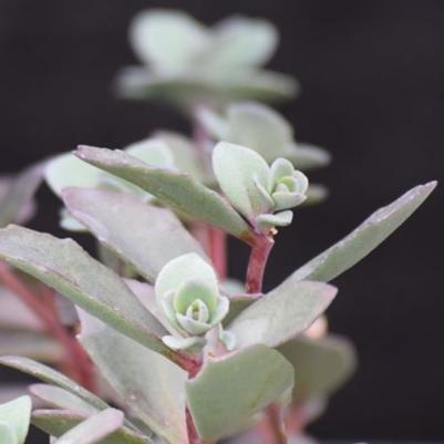 Sedum Bertram Anderson