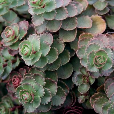 Sedum spurium Dragon's Blood (Roseum)