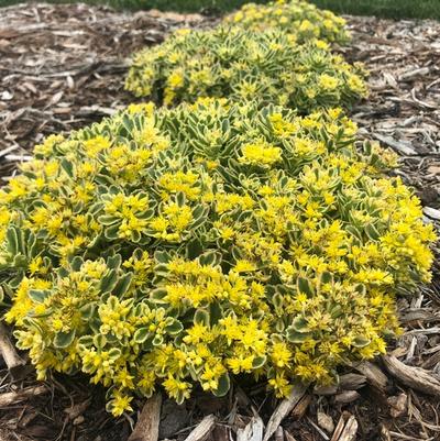 Sedum Rock 'N Grow&reg; Boogie Woogie
