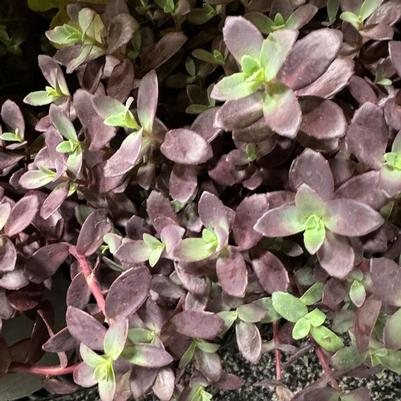 Sedum Sunsparkler&reg; Firecracker