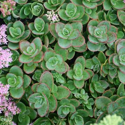 Sedum Sunsparkler&reg; Lime Zinger