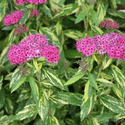 Spiraea japonica Double Play&reg; Painted Lady&reg;
