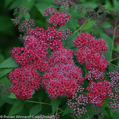 Spiraea japonica Double Play&reg; Red