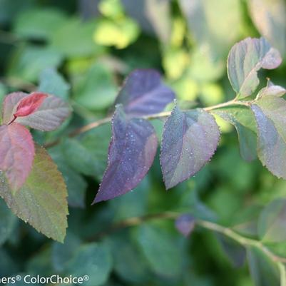 Spiraea media Double Play&reg; Blue Kazoo&reg;