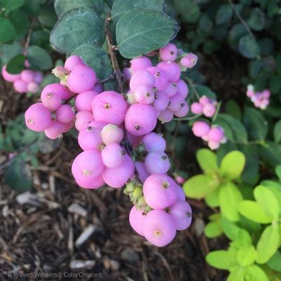 Symphoricarpos Proud Berry&reg;
