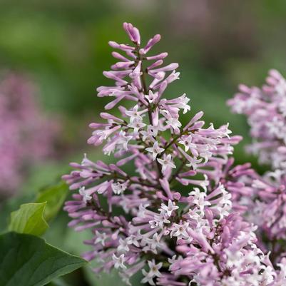 Syringa Little Lady&trade;