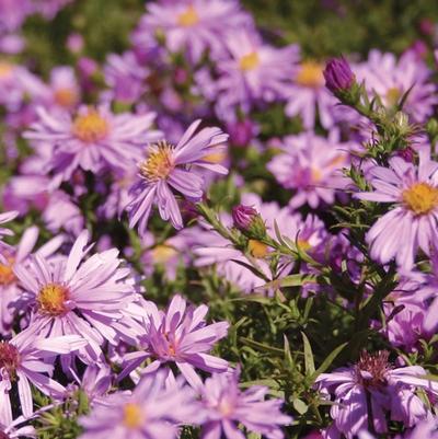 Aster novi-belgii Wood's Pink