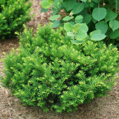 Taxus x media Stonehenge Dark Druid&reg; 