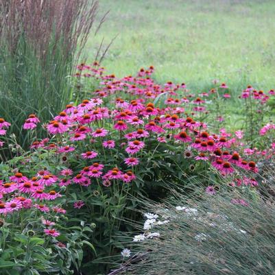 Echinacea purpurea PowWow Wild Berry